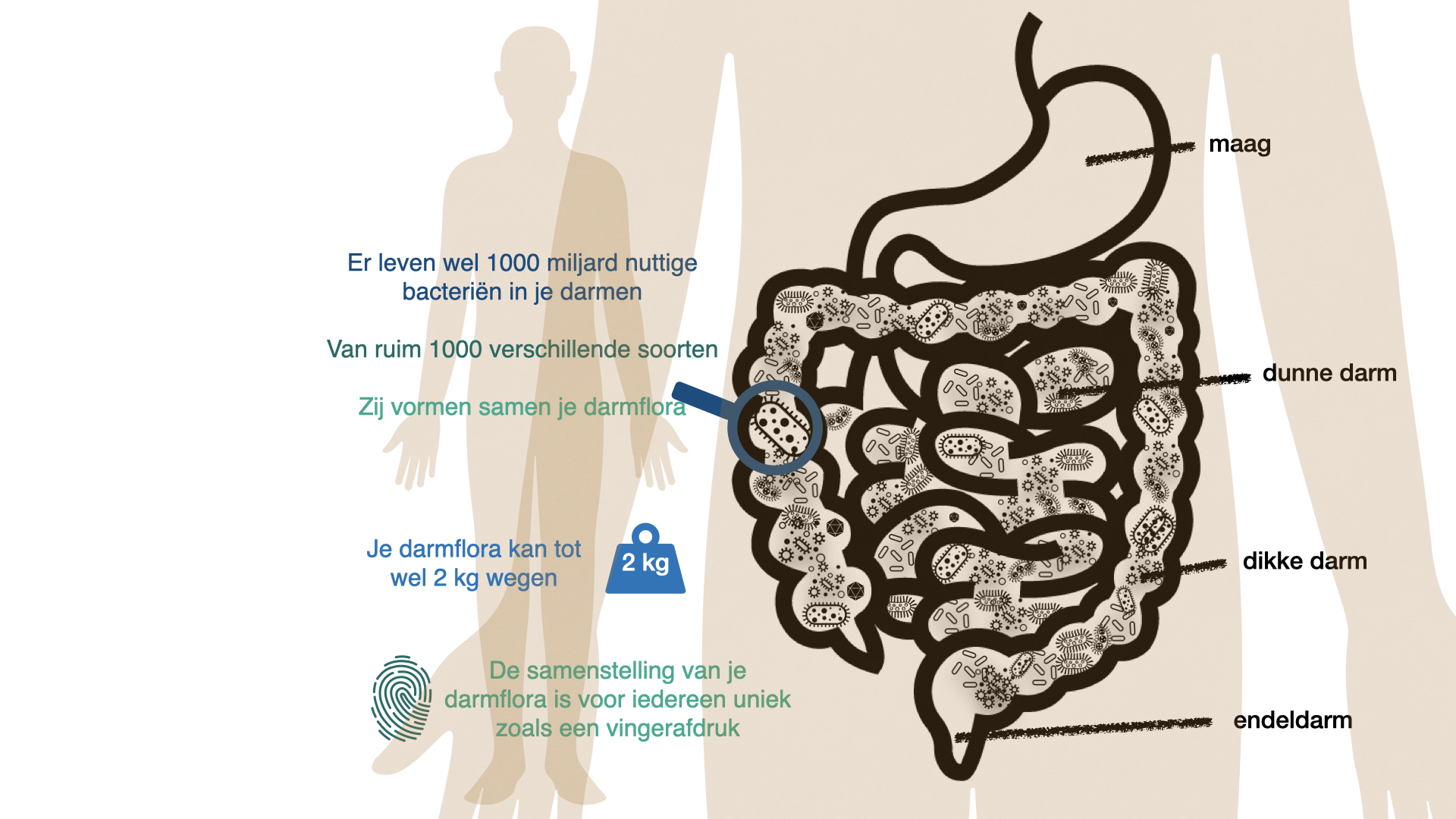 Overzicht van darmflora en probiotica